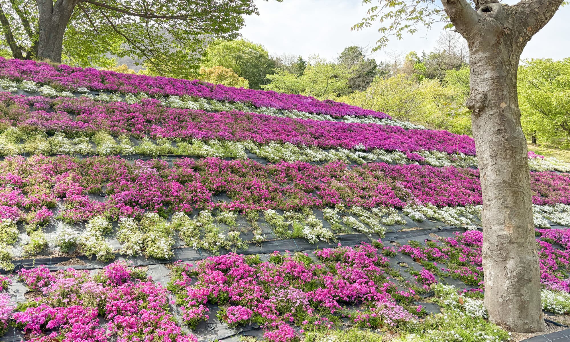 YMfg維新セミナーパークでお花見